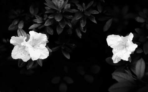 Black And White Flower Wallpaper