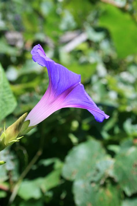 Trumpet Shaped Purple Flower Free Stock Photo - Public Domain Pictures