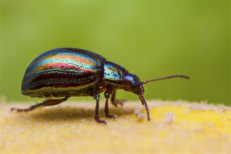 Colourful Beetle | A colourful beetle (around 5mm) that I ha… | Flickr