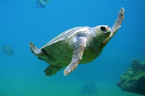 Hunstanton SEA LIFE Centre | Visit Norfolk