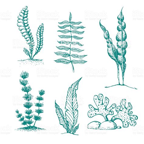 ink hand drawn seaweed collection. various underwater sea plants and ...