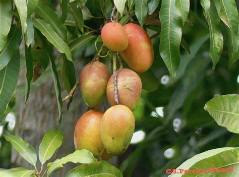 A bunch of riped mangoes (or mangos), El Salvador | SN/NC: M… | Flickr