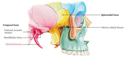 Styloid Process of Temporal Bone – Earth's Lab