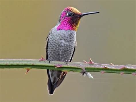 Anna's Hummingbird | Celebrate Urban Birds