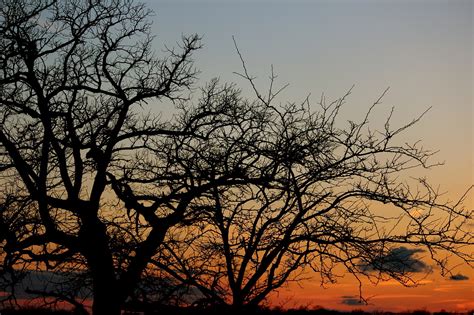 Download free photo of Sunset,tree,shadow,nature,sky - from needpix.com