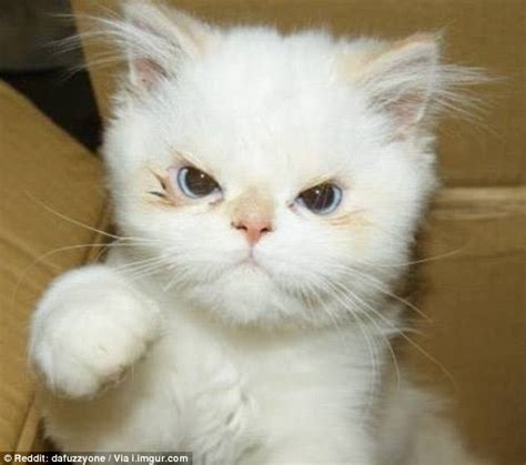 Hilarious photos of cats with VERY angry faces | Daily Mail Online