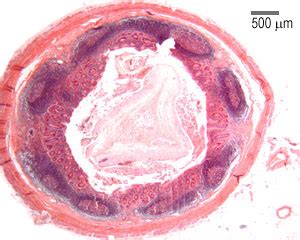 Digestive: The Histology Guide