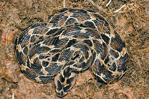 goa wildwatch: Indian saw scaled viper (Echis carinatus) at plateau.