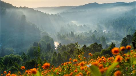 Flower Forest Mountain During Dawn Time HD Nature Wallpapers | HD ...