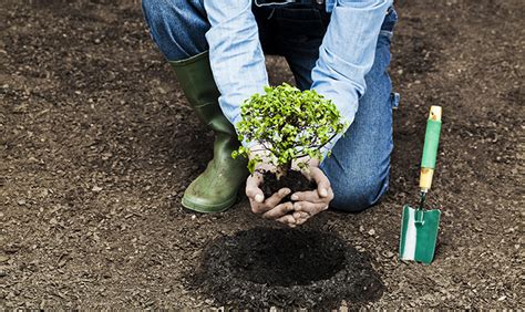 Proper Planting Techniques - Ridgeview