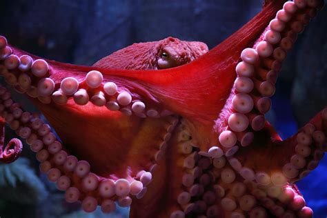 Giant Pacific octopus wallpaper from the Monterey Bay Aquarium