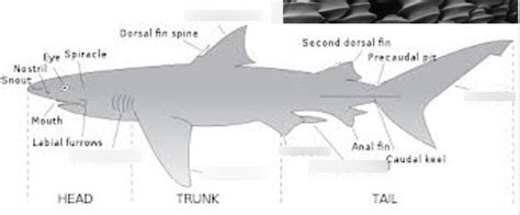 Bio II Dogfish shark External anatomy Diagram | Quizlet