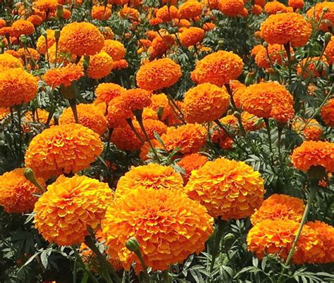 Marigold Crackerjack Mix Tagetes Erecta Seeds