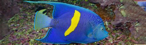 One the colourful prides of the Red Sea is the emperor angelfish