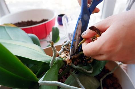 How to Trim Orchid Roots? - Gardential.com