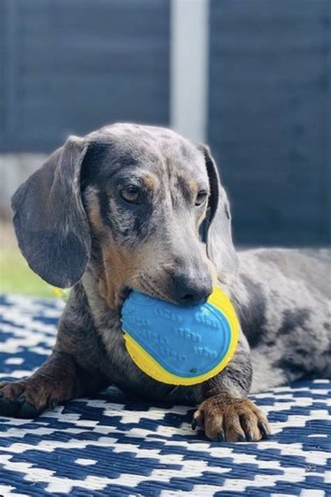 Merle Dachshund Guide (Blue Merle, Tri Merle & Red Merle) | PupTraveller