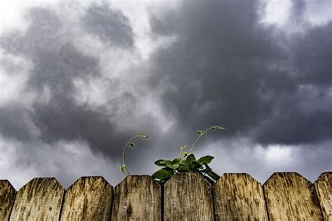 Premium Photo | Morning glory vine