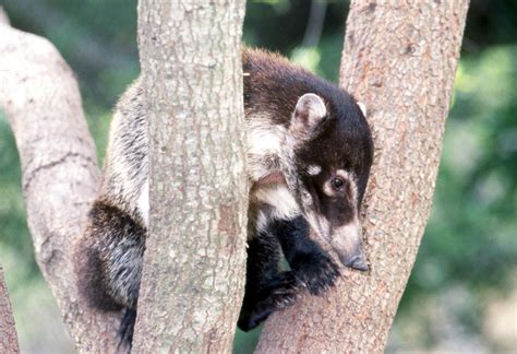 Photos of procyonids - raccoons, ringtails, coatis - family Procyonidae