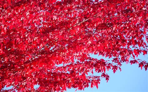 Download wallpaper 3840x2400 tree, leaves, red, autumn 4k ultra hd 16:10 hd background