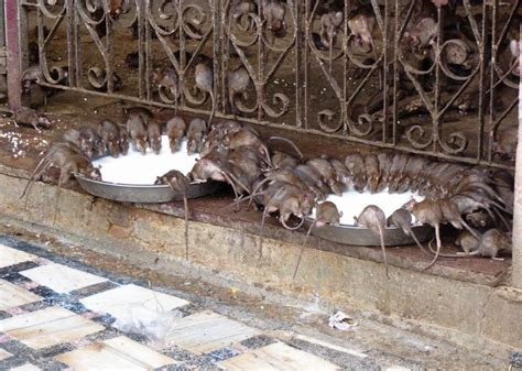 Karni Mata, the Indian temple where rats are worshipped