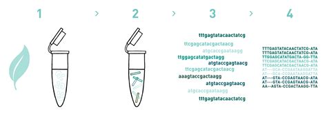 Amplicon sequencing service | AllGenetics