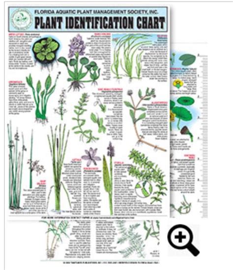 Freshwater Aquatic Plant Identification Chart #12 Contains: Water ...