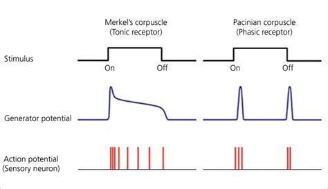 Sensory receptors can adapt partially or completely, to any constant ...