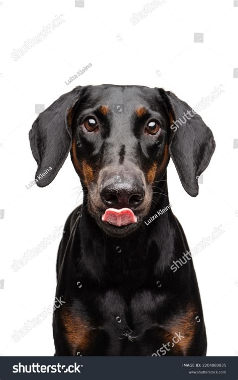 Studio Portrait Doberman Natural Ears On Stock Photo 2204880835 ...