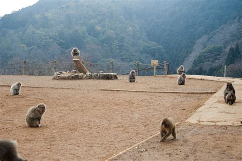 arashiyama monkey park-6385 | Stockarch Free Stock Photos