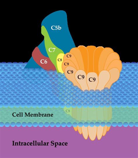 Complement membrane attack complex - Alchetron, the free social encyclopedia