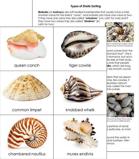 Types of Shells Sorting Cards from Montessori for Everyone | Types of ...