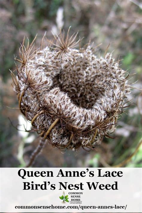 Queen Anne's Lace - Butterfly Host Plant and Blueberry Protector