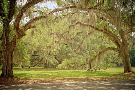 Oak Trees Draped with Spanish Moss Photograph by Kim Hojnacki - Fine Art America