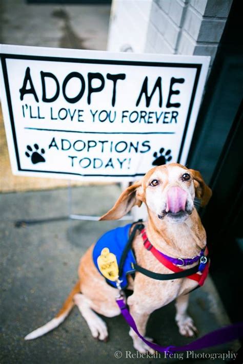 Pets for Adoption at City Dogs & City Kitties Rescue, in Washington, DC ...