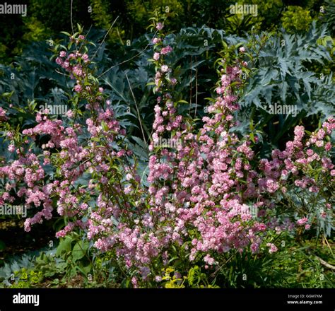 Prunus glandulosa - `Sinensis' TRS061715 Stock Photo - Alamy