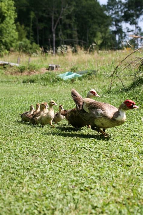 Raising Muscovy Ducks - Lady Lee's Home