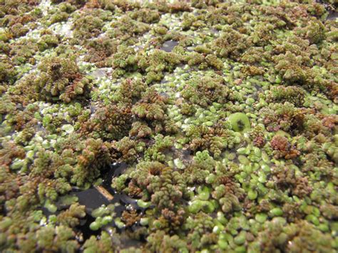 Azolla | Feedipedia