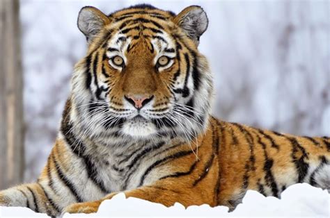 26 Spectacular Pictures Of Siberian Tigers In Their Natural Habitat