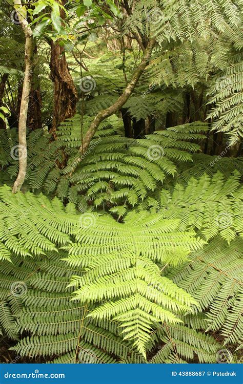 Ferns in Tropical Rainforest Stock Image - Image of foliage, tree: 43888687