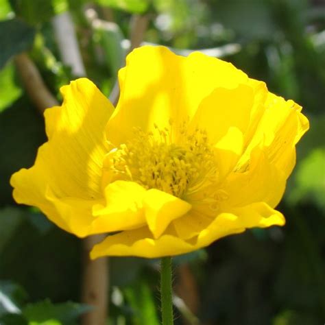 Iceland Poppy Seeds – Perennial – 250+ Seeds – The Seed Basket