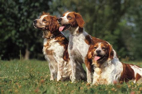 Spaniel bretón: características, carácter y cuidados