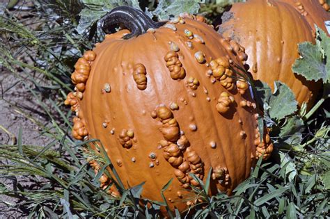 Reasons For Warty Pumpkins - Why Do Some Pumpkins Have Bumps | Coffee ...