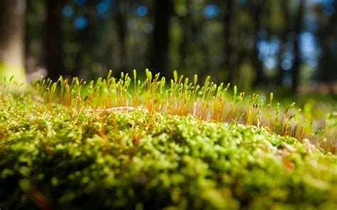 Cool Hd Wallpapers Close Up Macro Moss - Album on Imgur | Grass wallpaper, Moss, Cool images hd