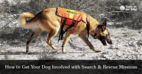 When Were Search And Rescue Dogs First Used