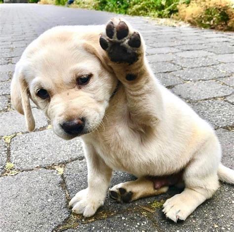 Pin af Abby Babby på Puppies | Hundehvalpe, Kæledyr, Hunde