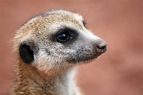 Meerkat Manor 2 Free Photo Download | FreeImages