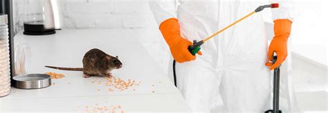 Professional Rodent Control Methods to Try in Kitchener | Pest Control Toronto | Pesticon