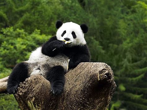 Baby Panda Bear, Panda Eating HD wallpaper | Pxfuel