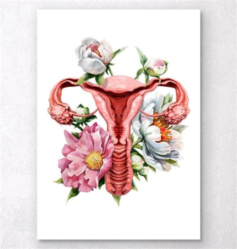 Uterus anatomy Human Anatomy Art, Anatomy Drawing, Pregnancy Art ...