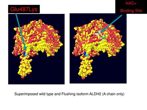 PPT - Breaking down the structure of the enzyme ALDH2: 1 tequila, 2 tequila…..ASIAN FLUSH ...